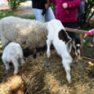 Régi idők piacztere - fotó: Kisfaludi István