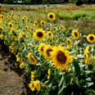 Kováts Zoltán Emlékülés Csemőben