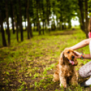 A kedvencek visszatértek