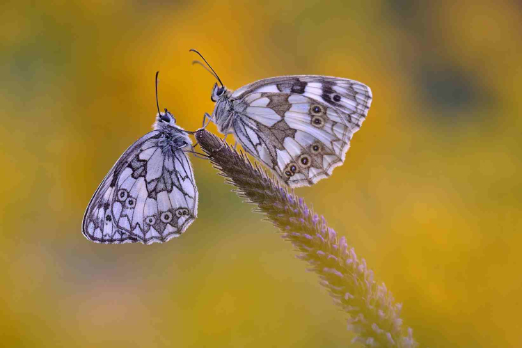 MAFOSZ kiállítás képei