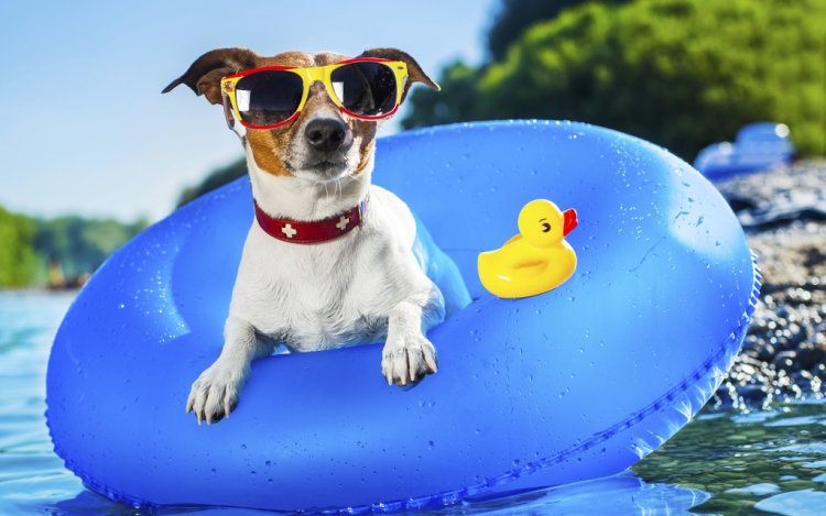 Kutyameleg hétvégénk lesz, irány a strand!