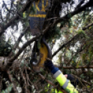 Megérkezett a város karácsonyfája