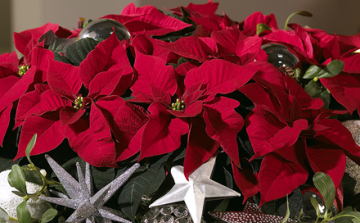 A tél kedvence: Mikulásvirág