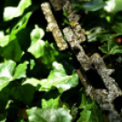 Gyászistentisztelet a temetőben