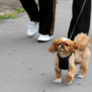 II. Ceglédi Kézilabda Nap