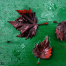 Ősz a Gubody parkban