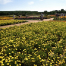 A növénynemesítő nyomában