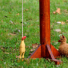 Szépkorúak Testébresztő Fesztiválja Cegléden