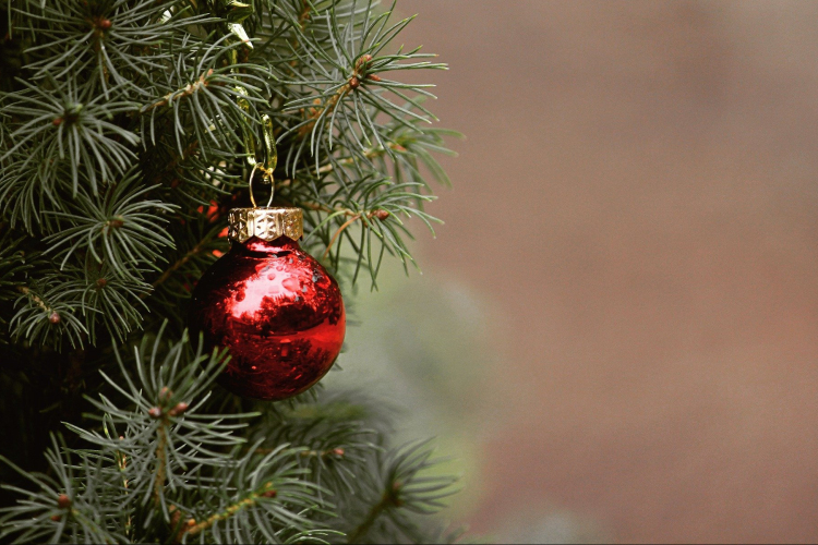 Legnépszerűbb az élő fenyő