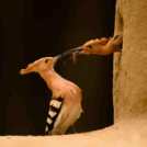 MAFOSZ kiállítás képei