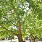 Díjak, előléptetések a Semmelweis napon