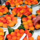 Kajszibarack tanácskozás a Gyümölcskutatóban