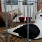 Galambkiállítás Cegléden