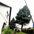 Megérkezett a város karácsonyfája