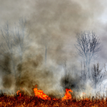 Száraz növényzet égett