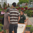 Rózsák Hétvégéje - Oázis Kertészeti Áruház