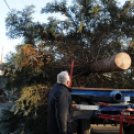 A város karácsonyfája