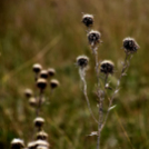 Karanténséta a Gerje parton