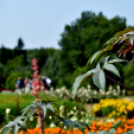 Együttműködésbe kezdett a csemői Marosi Faiskola és a Nemzeti Agrárkutatási és Innovációs Központ