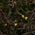 Karanténséta a Gerje parton