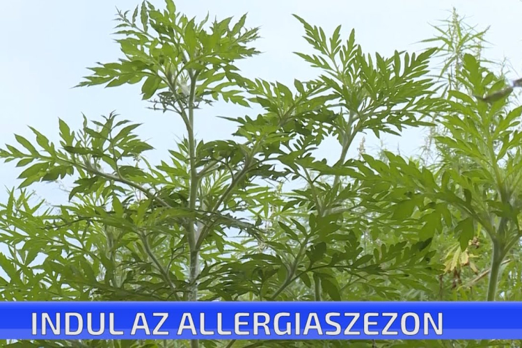 Indul az allergiaszezon
