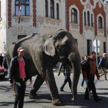 Elefánt a Rákóczi úton