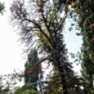 75 éve érte bombatámadás Ceglédet