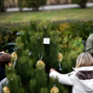 Karácsonyfa díszítő verseny