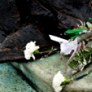 Március 15-i ünnepségek