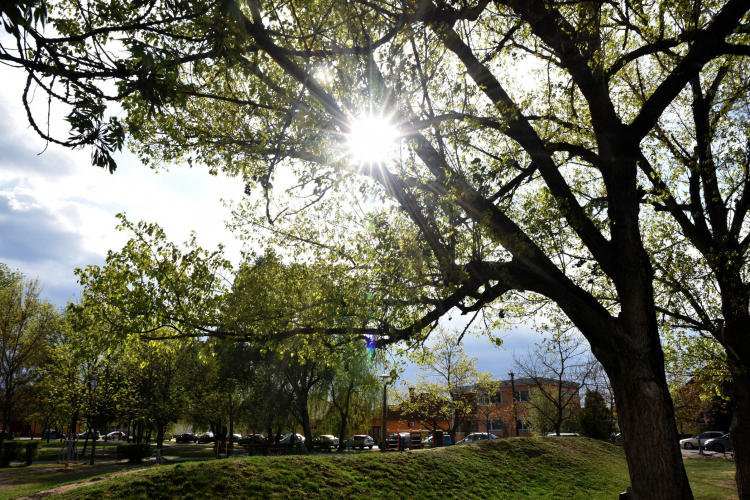 Elefántok érkeztek a Vörösmarty térre