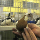 Ceglédi galamb mustra