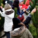 Karácsonyfa díszítő verseny