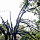 Októberi orkán Cegléden