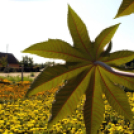 Színpompás bemutató