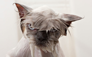 Érkezik már a felfrissülés