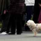 Cegléd Városi Sportuszoda avató