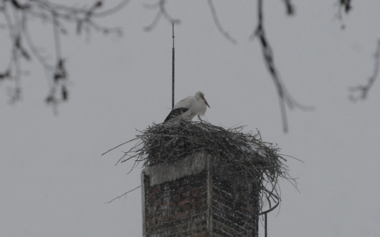 Meglepődtek a ceglédi gólyák