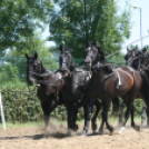 IX. Bor és Laskafesztivál - IV. Ceglédi Vágta