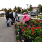 Anyámtyúkja - Csemő