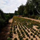 Kovács Zoltánra emlékeztek Csemőben