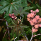 A növénynemesítő nyomában