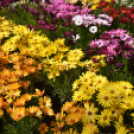 Rózsák Hétvégéje - Oázis Kertészeti Áruház