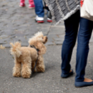 XXII. Toborzó Ünnepély és Huszárfesztivál - I.