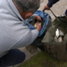 Éhmann Ferenc Emlék Kupa