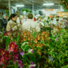 Orchideák éjszakája az Oázis kertészetben