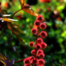 Színpompás bemutató