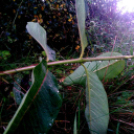 Telefonfotók - Ceglédi hangulatok