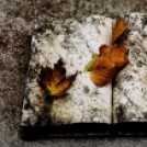 ,,Tudom e mérni a mérhetetlent’’