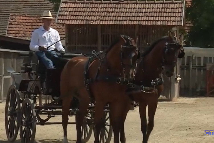 Fogathajtó sikerek a Ceglédi Lovaskörben
