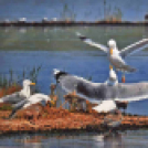 A Duna-Delta Szárazföldi- és Vízi Madárvilága